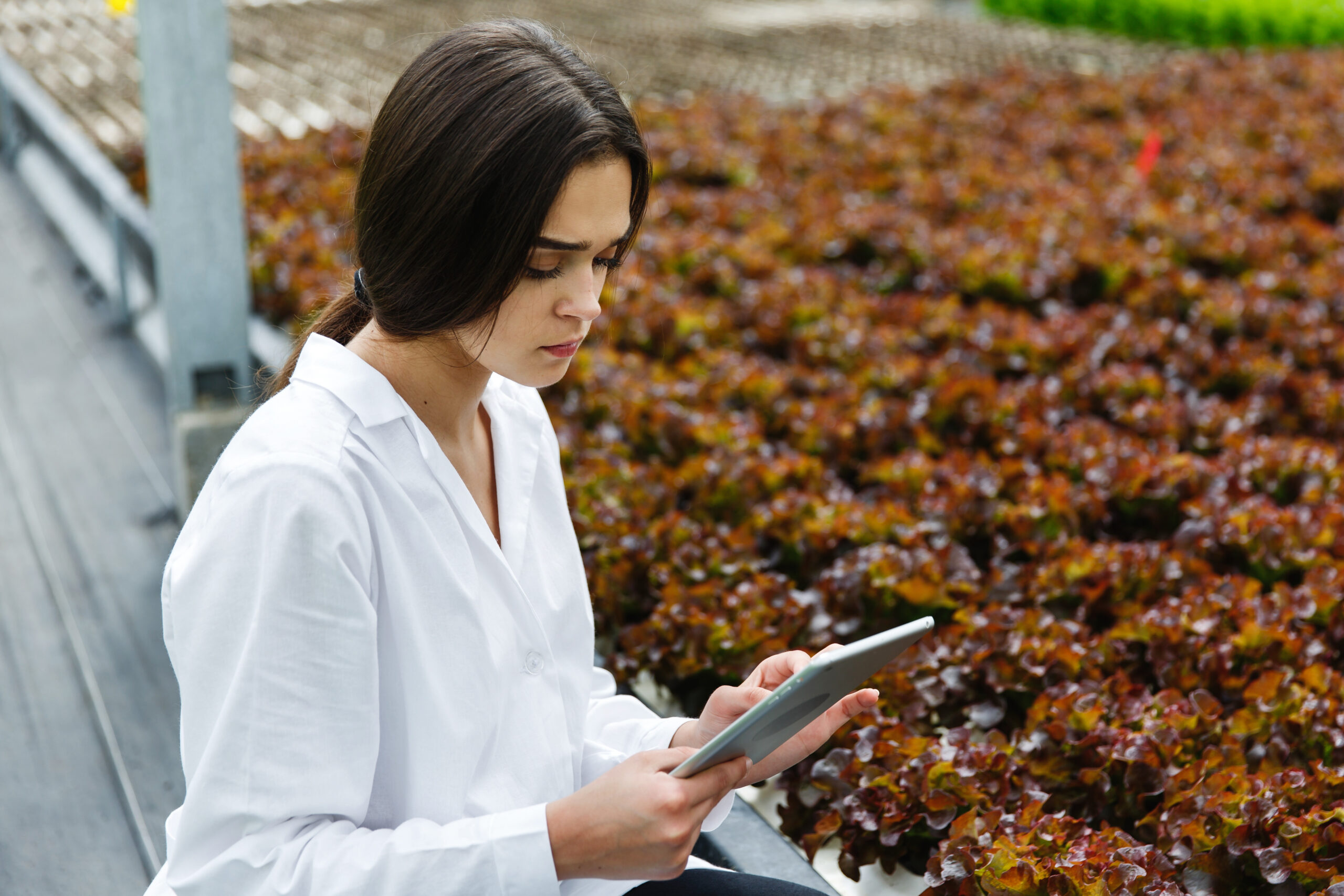 Mujer joven con bata blanca utilizando una tablet en un invernadero, frente a una plantación de lechugas rojas, en el contexto de prácticas agrícolas tecnológicas.