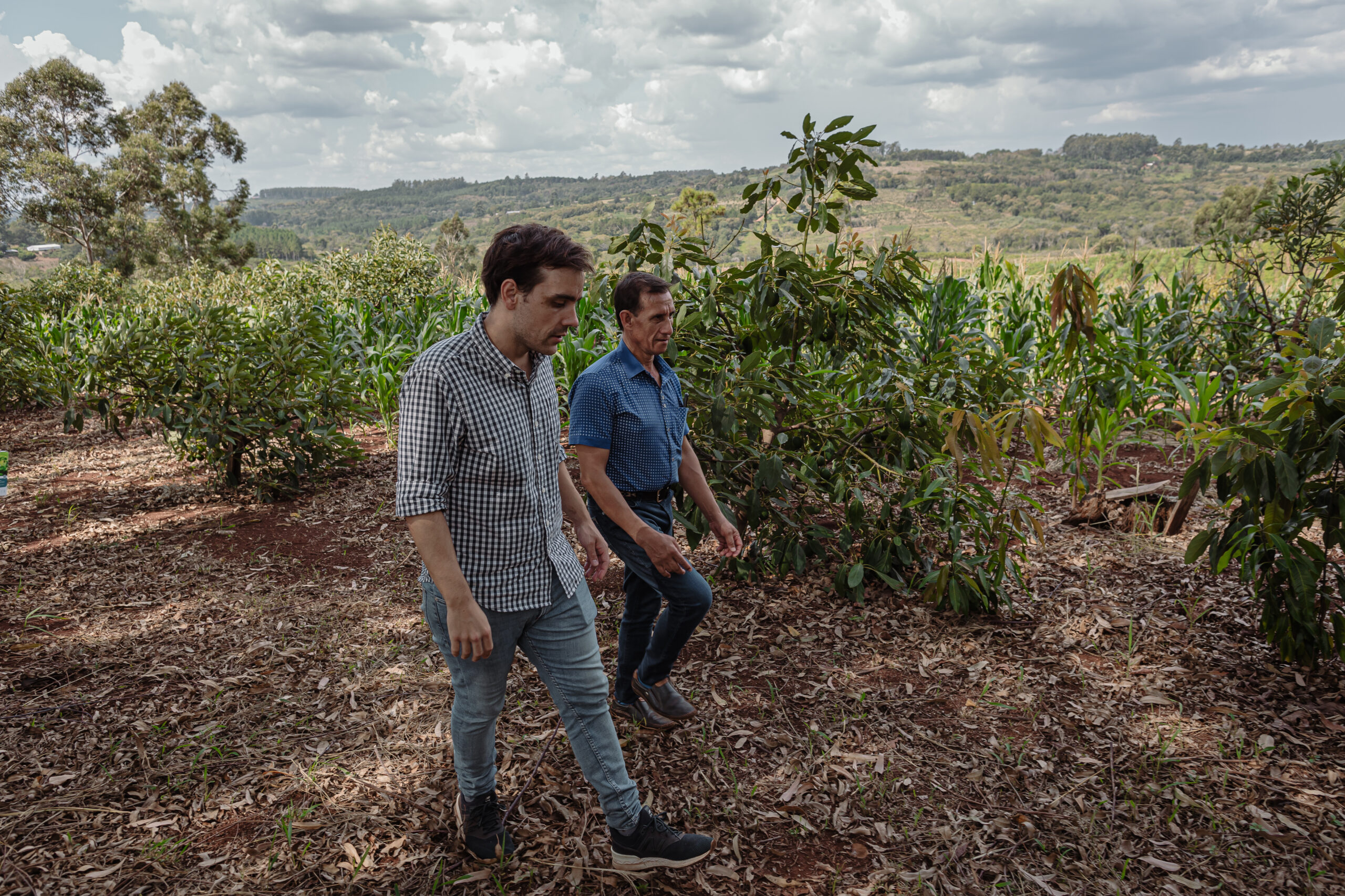 Dos ingenieros agrónomos recorren un campo en el norte argentino, evaluando prácticas agrícolas sostenibles entre cultivos de pepino y árboles frutales.