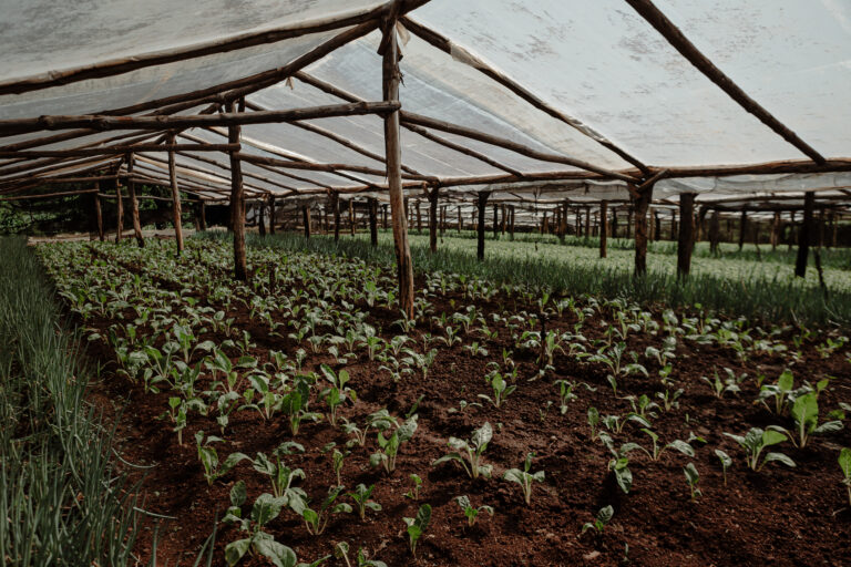 El secreto del pepino sostenible: Agro Sustentable marca la diferencia