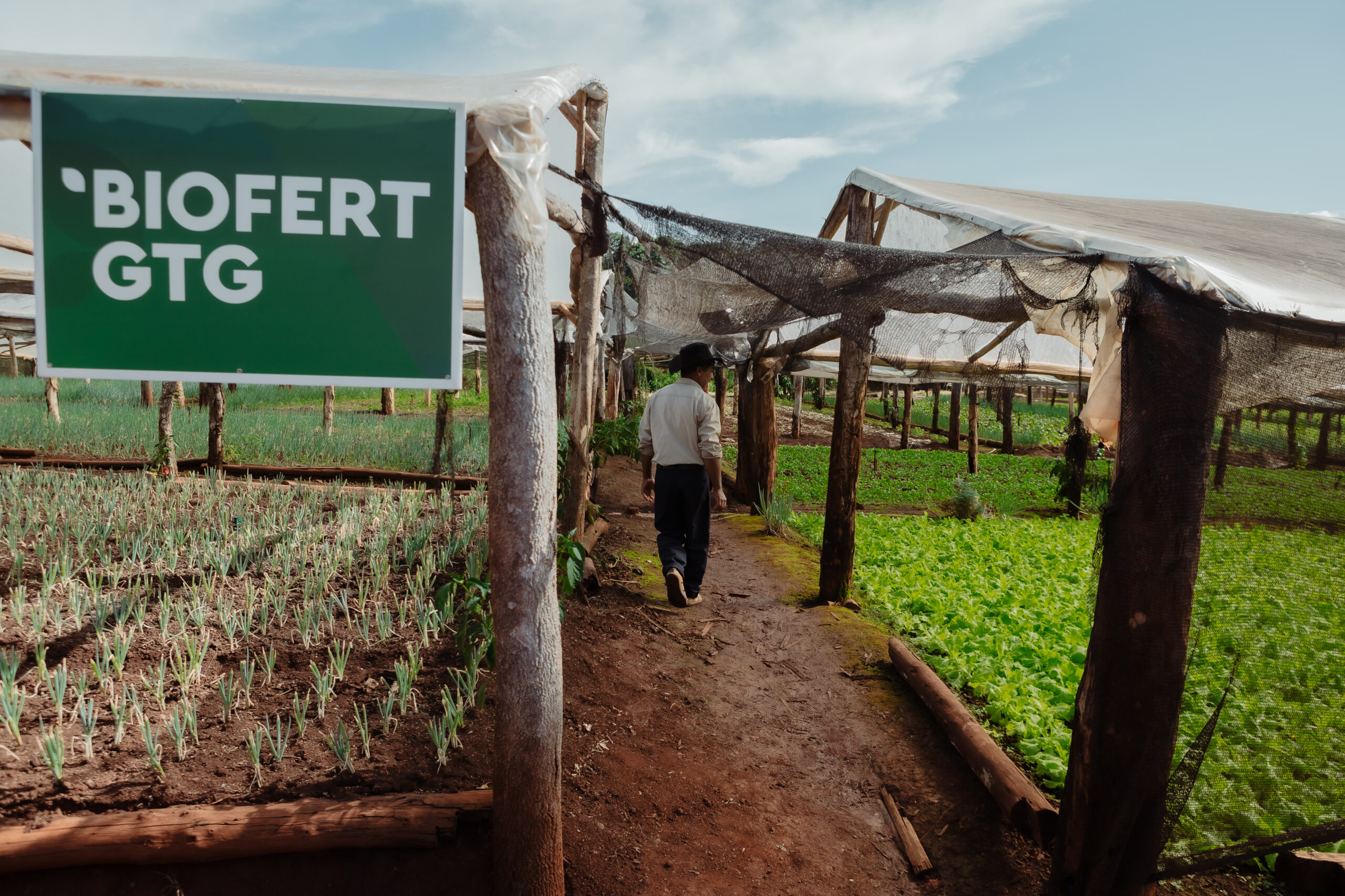 Productor rural camina entre cultivos verdes bajo invernadero rústico con cartel de "Biofert GTG", reflejo de una agricultura sostenible y certificada.