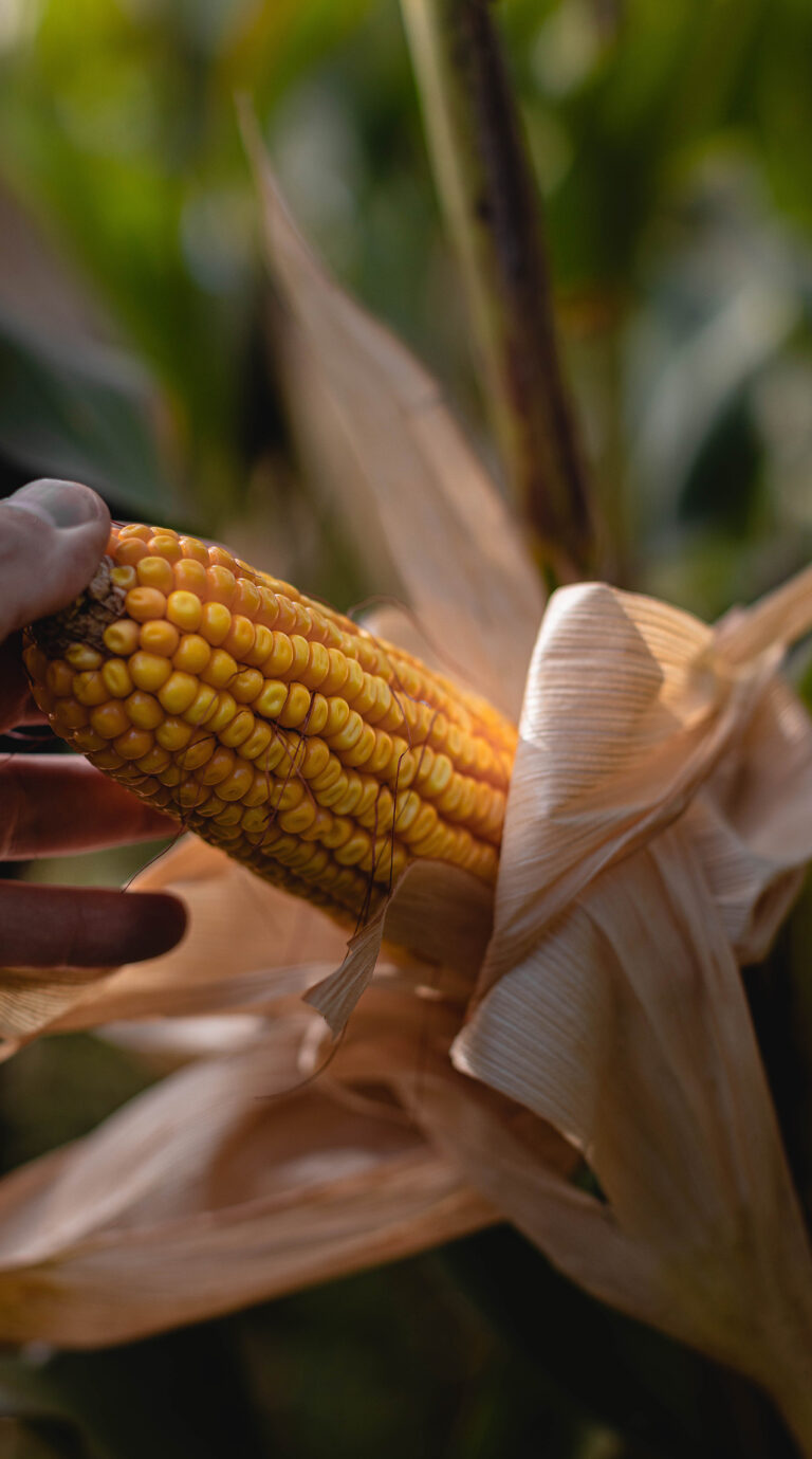 ¿Sostenibilidad real o utopía? El difícil camino de la Agenda 2030 en la agricultura