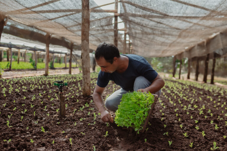 Especialistas investigaron el cultivo de pepino en espacios cerrados 
