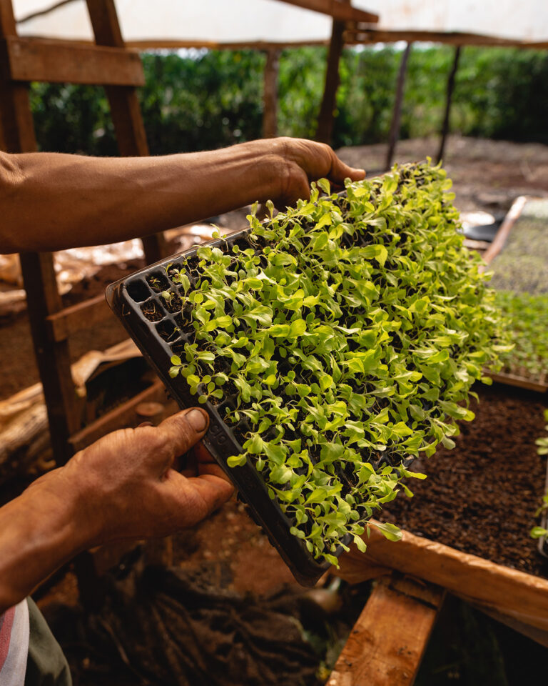Innovar en la agricultura: una forma de conseguir cultivos de calidad 