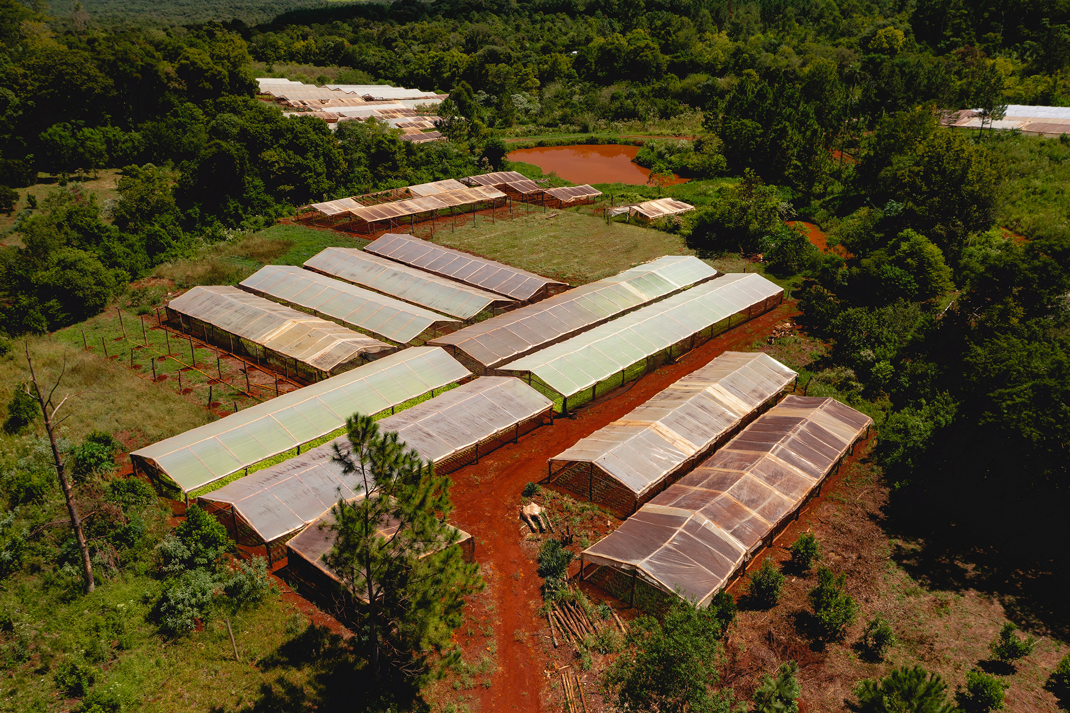 Vista aérea de invernaderos distribuidos en un entorno natural con tierra roja y vegetación.