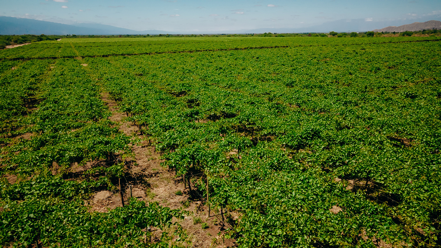 Campo extenso de cultivo de soja en desarrollo, con hileras verdes que cubren el paisaje agrícola.