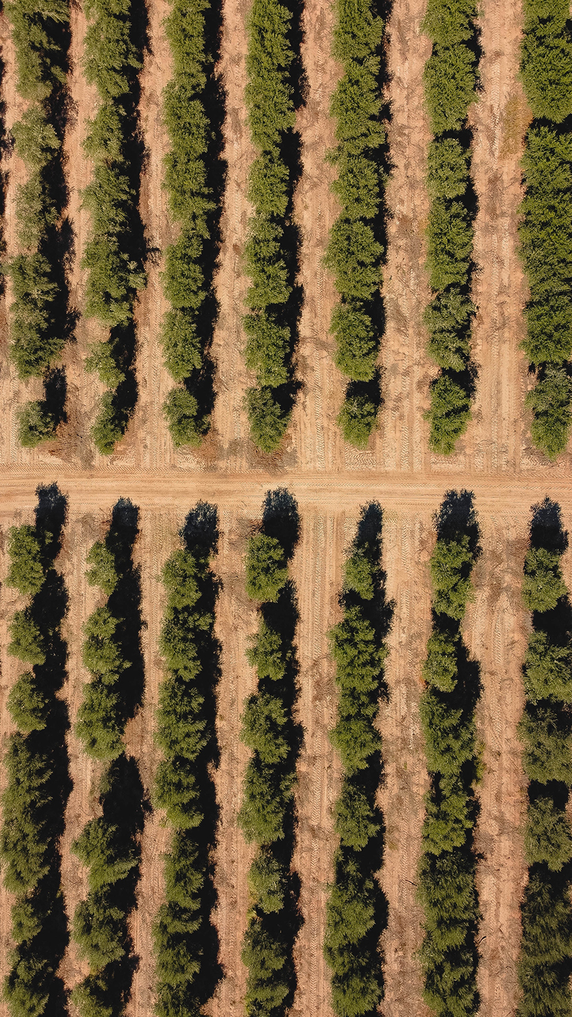 Vista aérea de un campo agrícola con hileras de cultivos ordenados, representando la planificación de rotaciones que incluyen la soja para mantener la fertilidad del suelo.