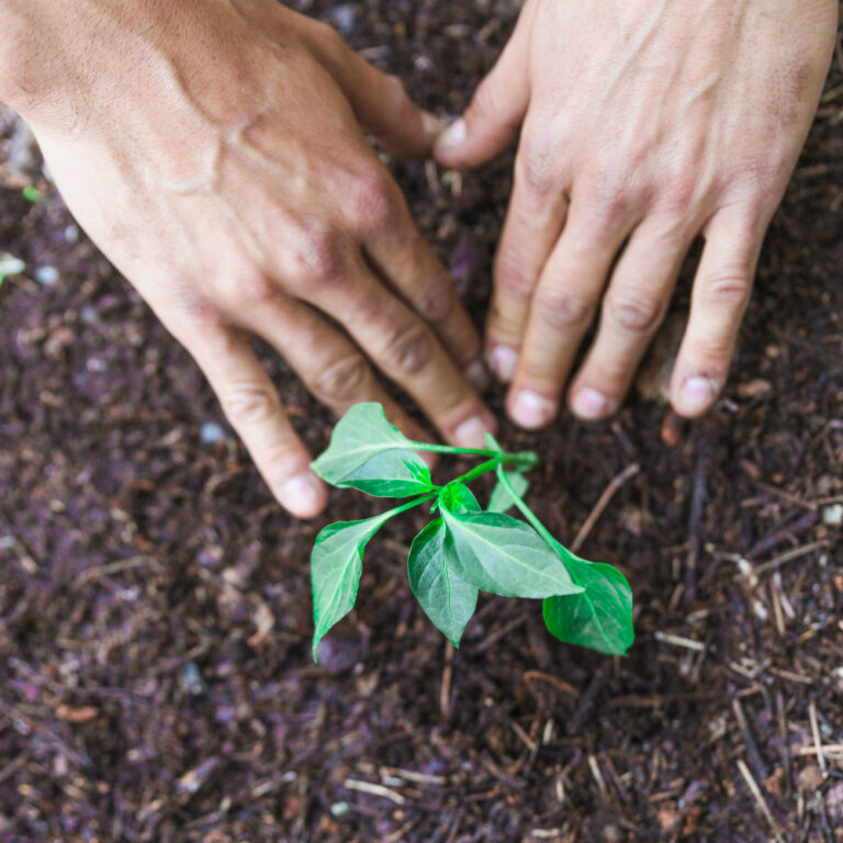 IMPORTANCIA Y FUNCIÓN DE LA MACROFAUNA EDÁFICA EN AGROECOLOGÍA 