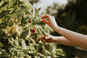 Frutos sujetos a regímenes especiales