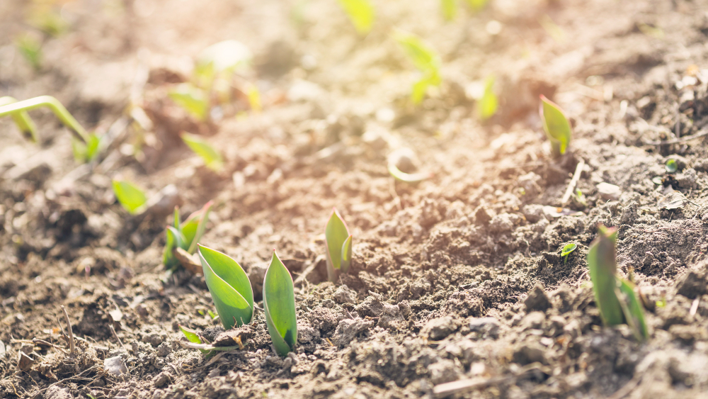 Brotes jóvenes emergiendo del suelo en un campo cultivado, representando las primeras etapas del crecimiento vegetal y la importancia de la fertilización para el desarrollo de los cultivos.